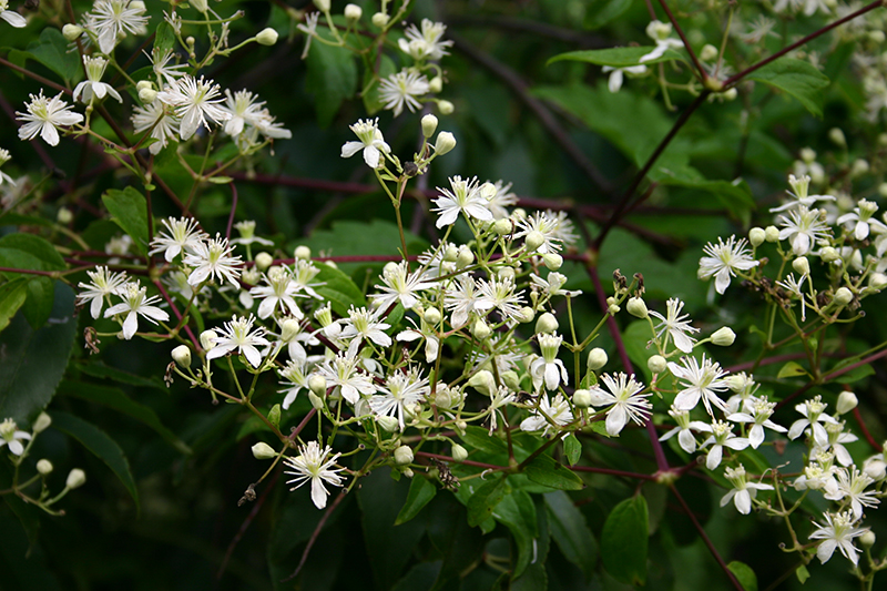 Clematis virginiana (Woodbine), Washington Parish | Chickadee Natives