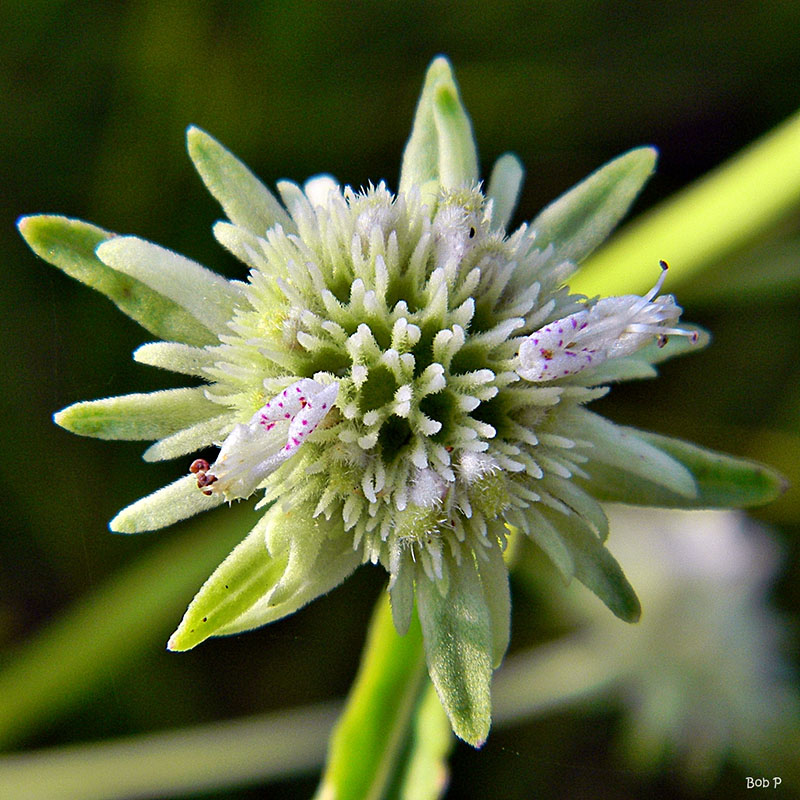Bushmint Hyptis alata (Clustered Bushmint), Washington Parish | Chickadee Natives