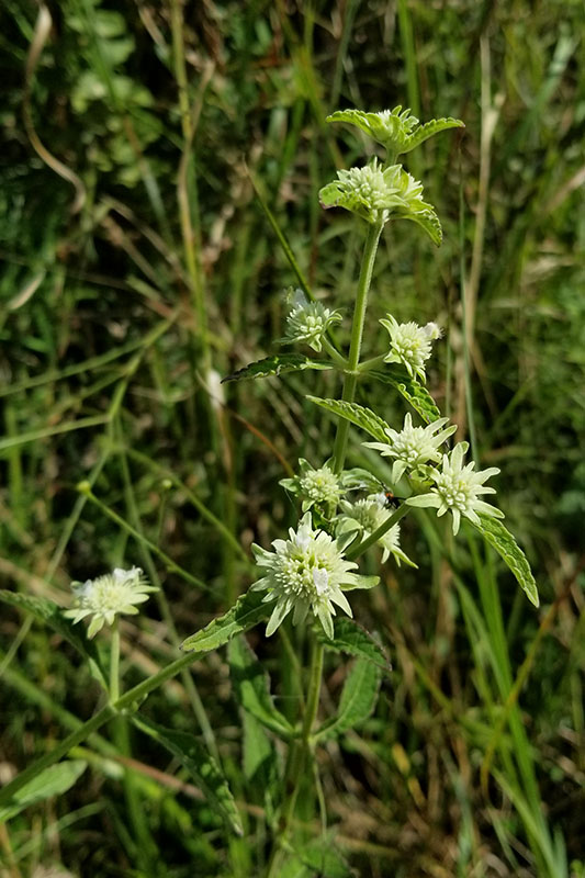 Bushmint Hyptis alata (Clustered Bushmint), Washington Parish | Chickadee Natives