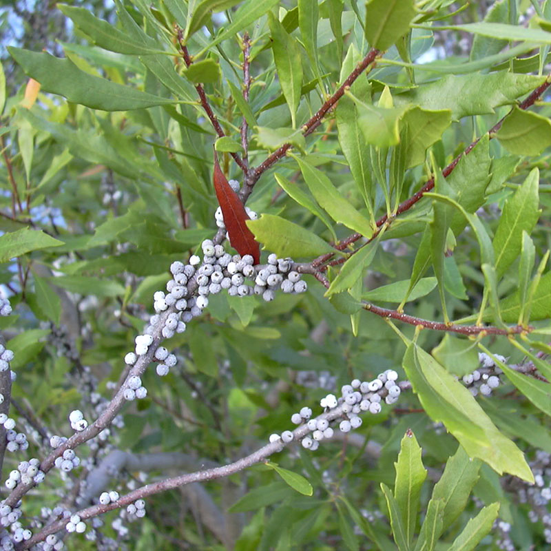 Morella Cerifera Wax Myrtle Chickadee Natives