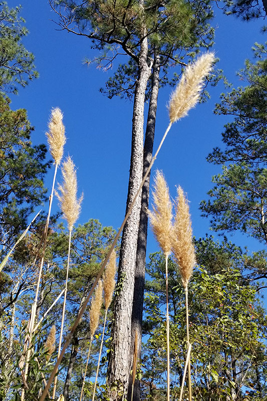 Saccharum giganteum (Sugarcane Plumegrass), St. Tammany Parish ...