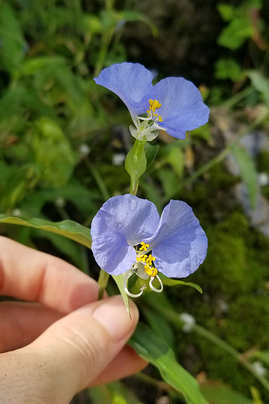 Commelina erecta (Slender Dayflower), Orleans Parish | Chickadee Natives