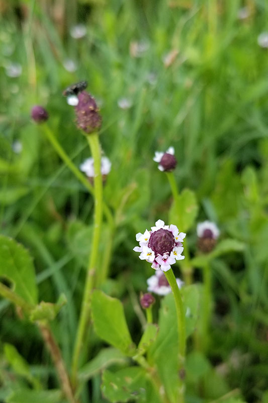 Phyla Nodiflora Frogfruit Orleans Parish Chickadee Natives